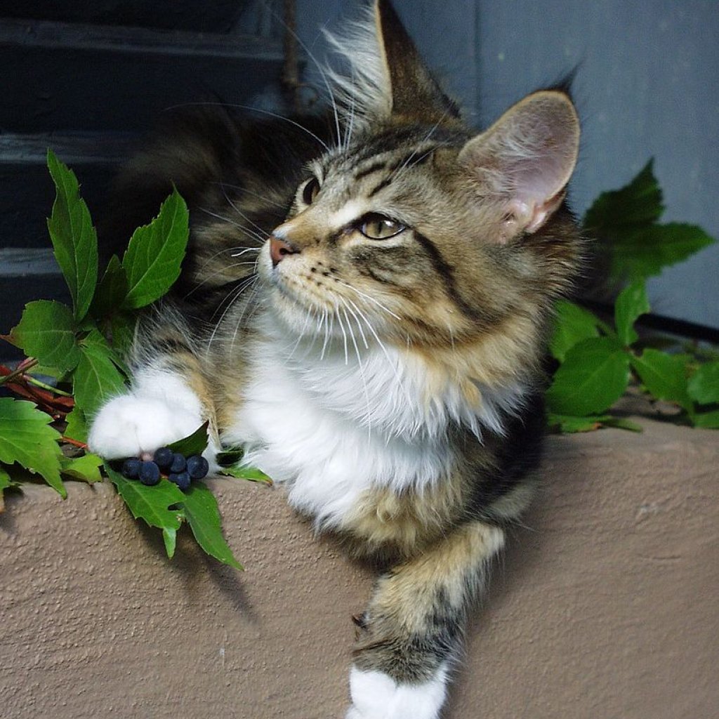 818px-Young_Maine_Coon_Male