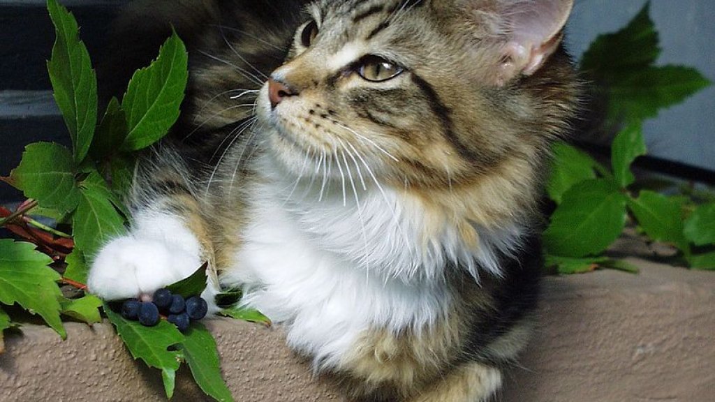 818px-Young_Maine_Coon_Male