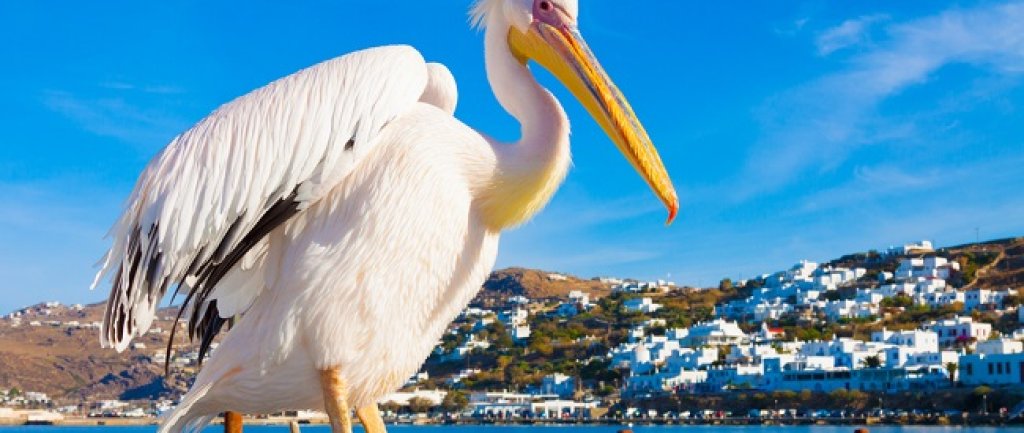 Petros the Pelican, Mykonos, Greece
