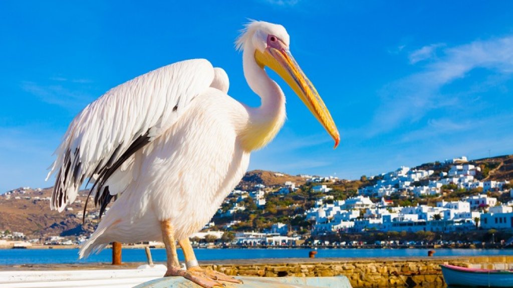 Petros the Pelican, Mykonos, Greece