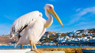 Petros the Pelican, Mykonos, Greece
