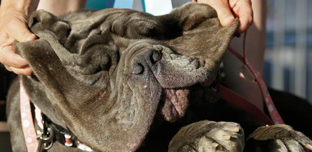 worlds_ugliest_dog_0