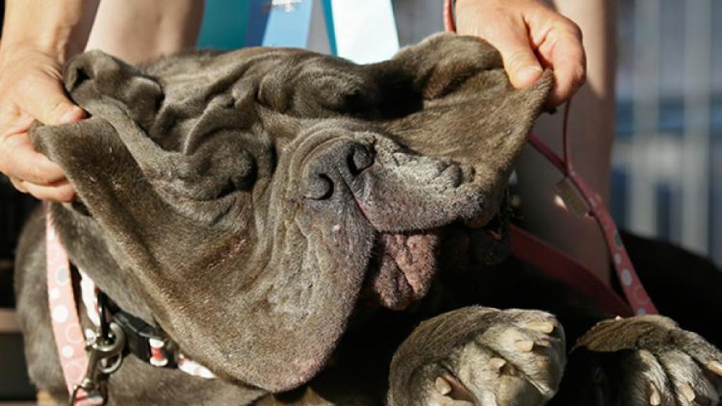worlds_ugliest_dog_0