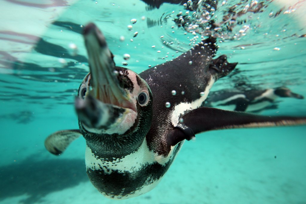 Annual Animal Stocktake At London Zoo