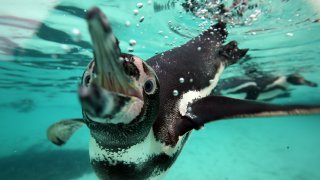 Annual Animal Stocktake At London Zoo