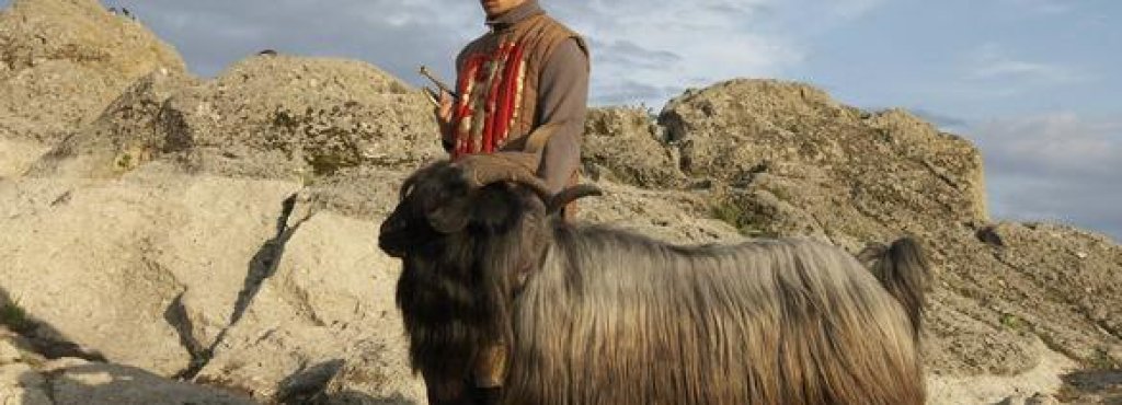 kozelut