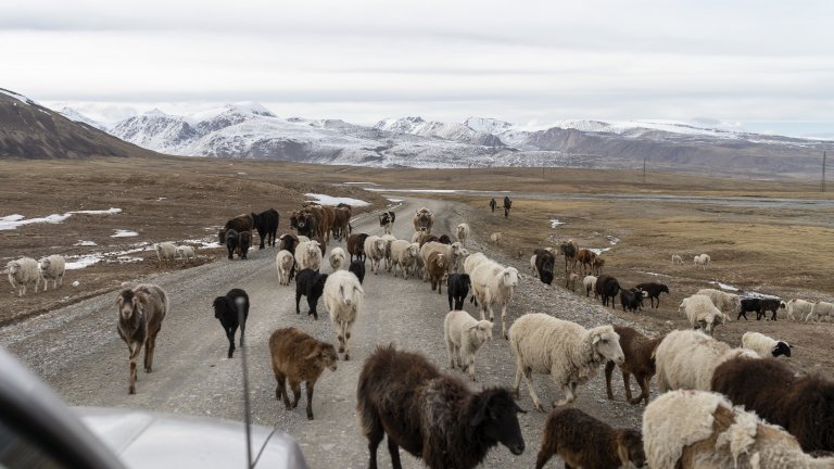 Киргизите отглеждат овце от столетия.