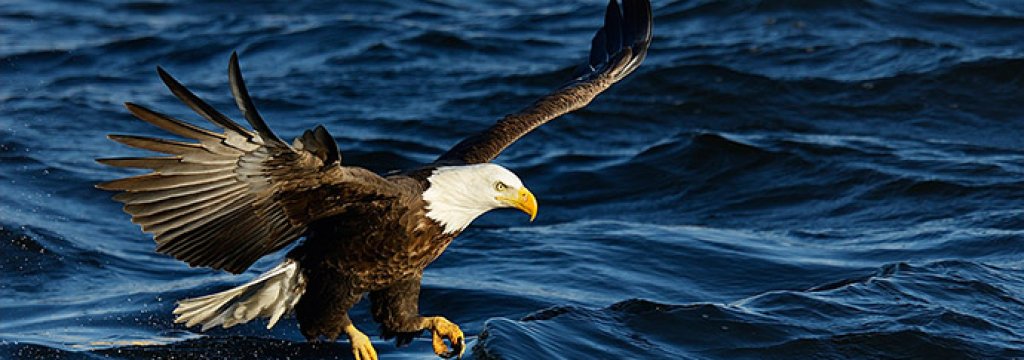 eagle photo David Summers
