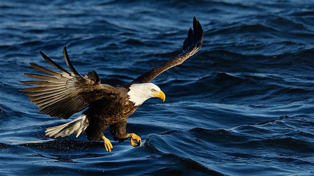 eagle photo David Summers