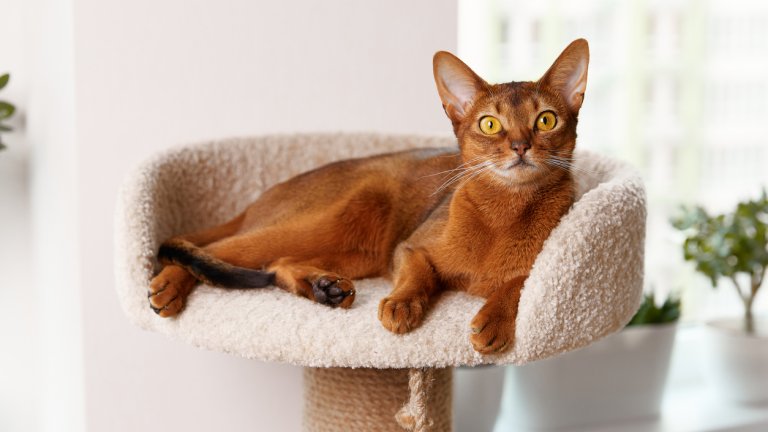 Абисинска котка
Обожава вниманието на стопаните си и държи да изучава всичко у дома, по възможност - качена нависоко. Атлетичните и активни, абисинките учат номера бързо, адаптират се лесно и приемат и други животни. Обичат да играят, да проучват и да се катерят. Те са умни и любопитни, но не са от котките, които ще скочат в скута ви при всяка отдала им се възможност.