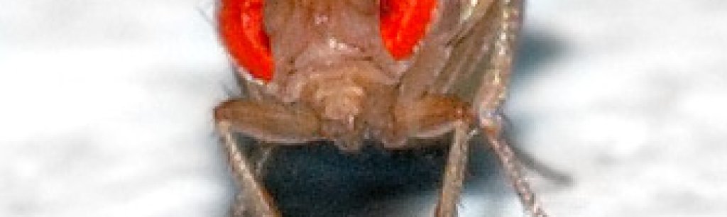 Drosophila_melanogaster_-_front_(aka)
