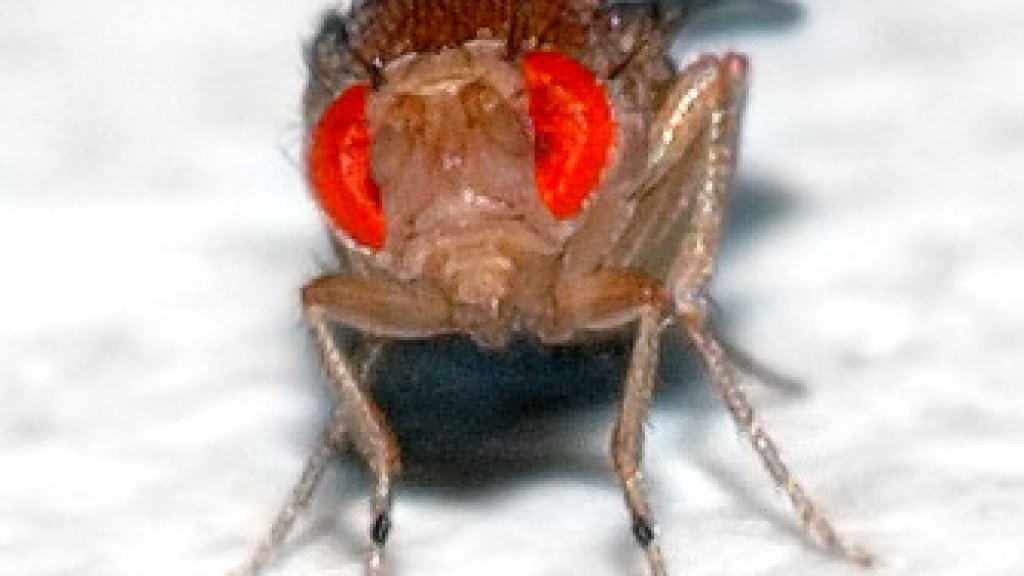 Drosophila_melanogaster_-_front_(aka)