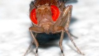 Drosophila_melanogaster_-_front_(aka)