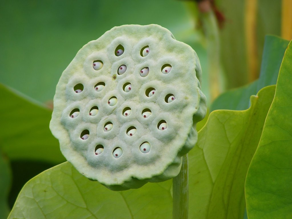 Nelumbo_Nucifera_fruit_-_botanic_garden_Adelaide