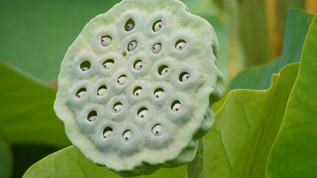 Nelumbo_Nucifera_fruit_-_botanic_garden_Adelaide