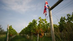 Климатичните промени правят Острова подходящ за винопроизводство