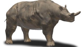 Megacerops_BW