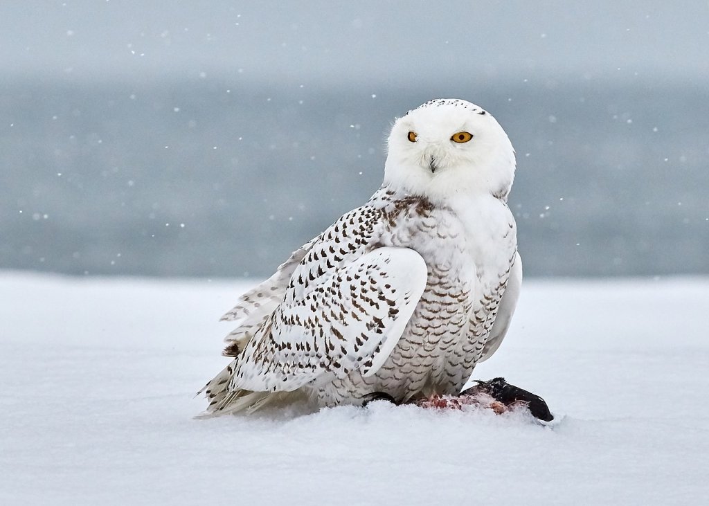 Snowy_Owl_(240866707)