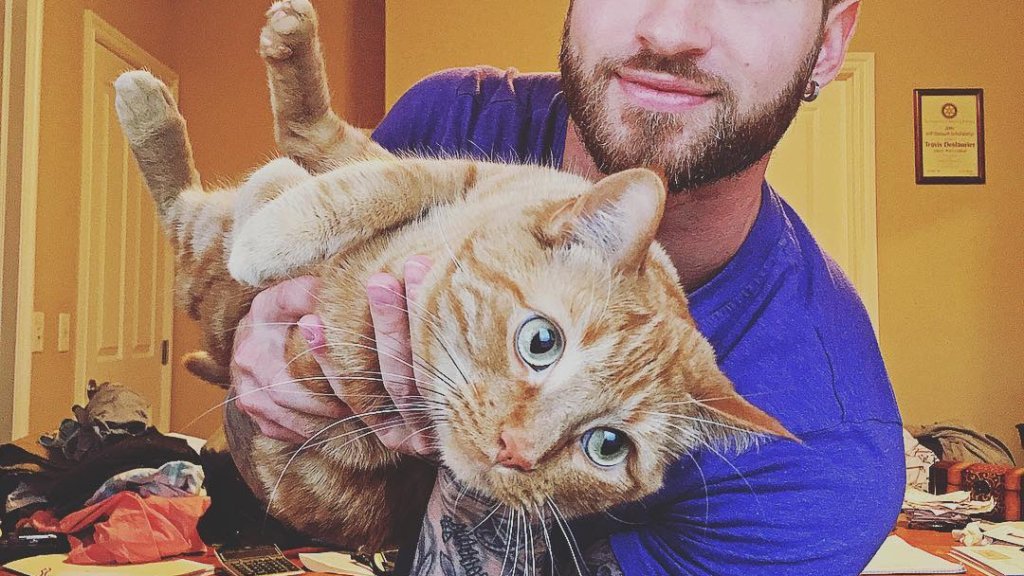 травис с котка