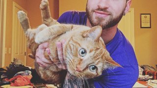 травис с котка