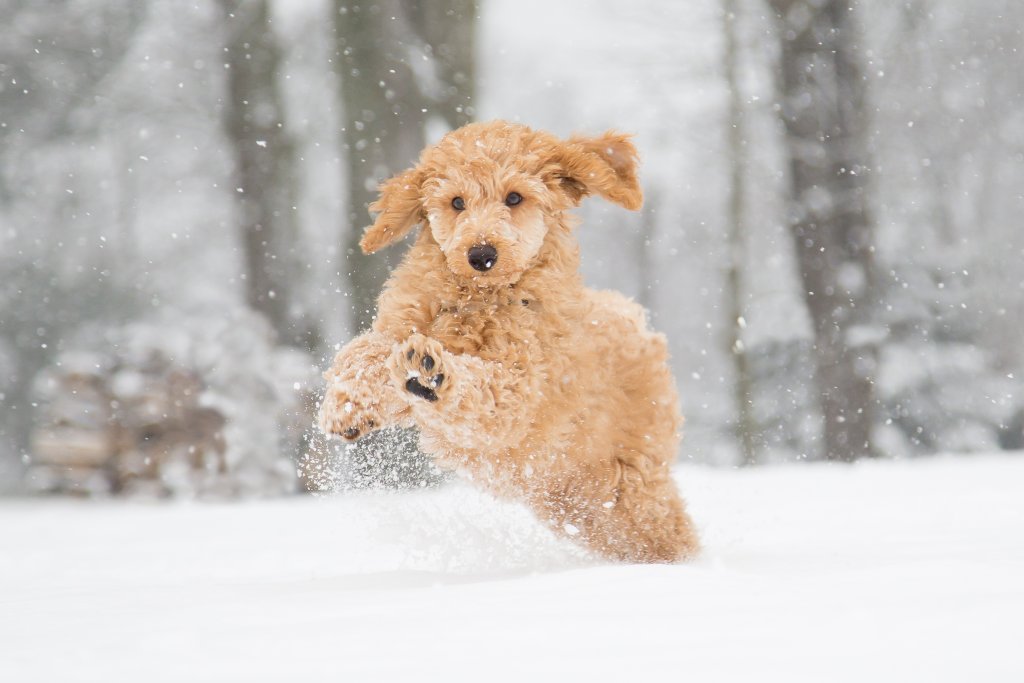 Мит номер 2: Ако са жадни, кучетата могат да ядат сняг

Всъщност, не е добре да позволявате на кучето си да яде сняг, защото никога не може да сте сигурни какво има под снега: боклуци, сол, химикали и други неща, които могат да разболеят любимеца ви. Освен това, яденето на сняг допълнително охлажда животното, което има нужда от вътрешната си топлина, за да се чувства добре навън, когато е студено.