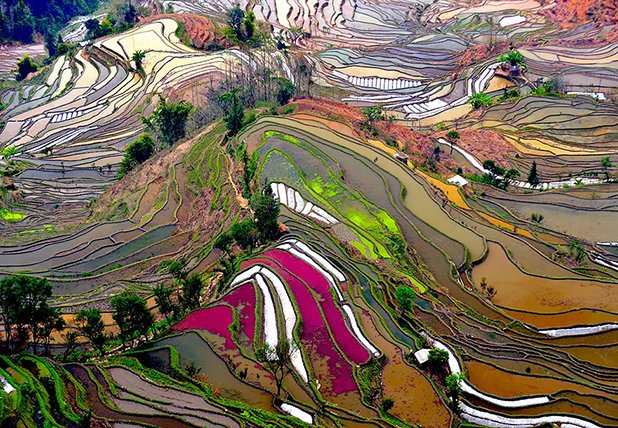 Терасирани оризови полета, Китай