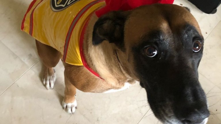 Конър Макгрегър маскира кучето си като пожарникар и благодари на всички, избрали тази благородна професия