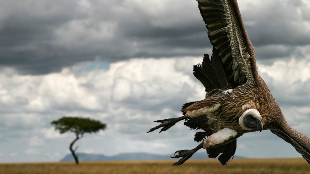 Vulture11