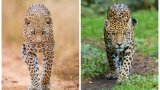 В случай, че срещнете някое от животните на живо из България