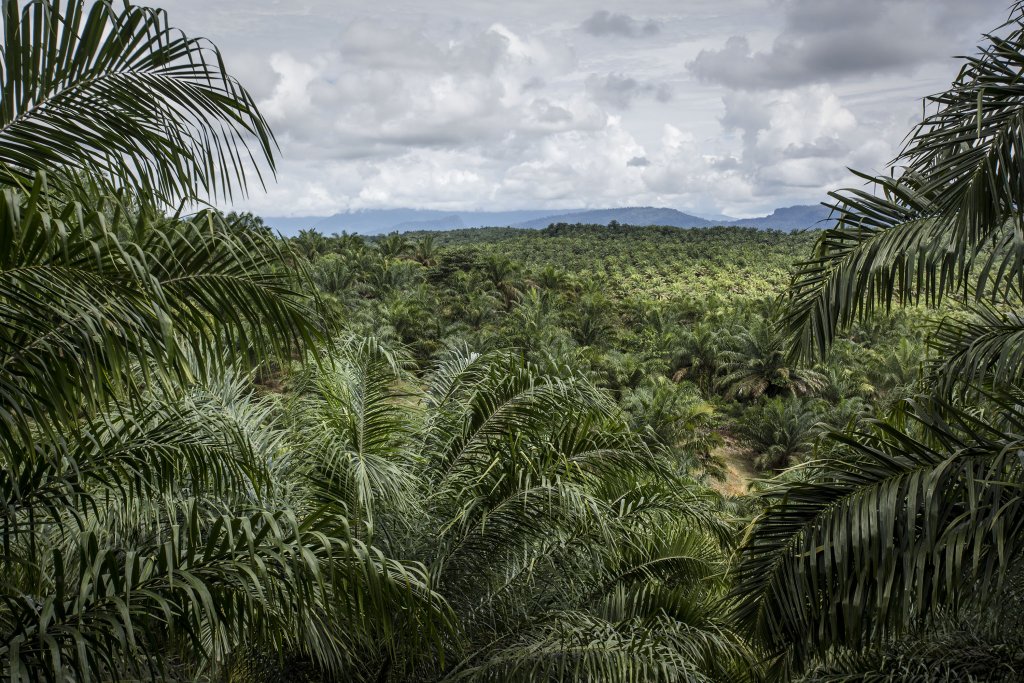 Indonesia's Orangutans Battle With Deforestation