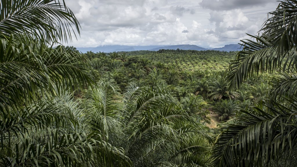 Indonesia's Orangutans Battle With Deforestation