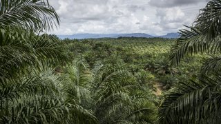 Indonesia's Orangutans Battle With Deforestation