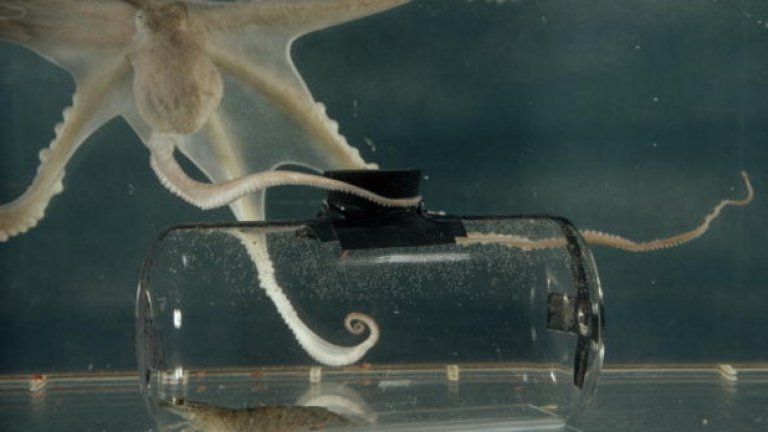 Октопод в аквариум отваря корковата тапа от буркан, в който е поставена скарида