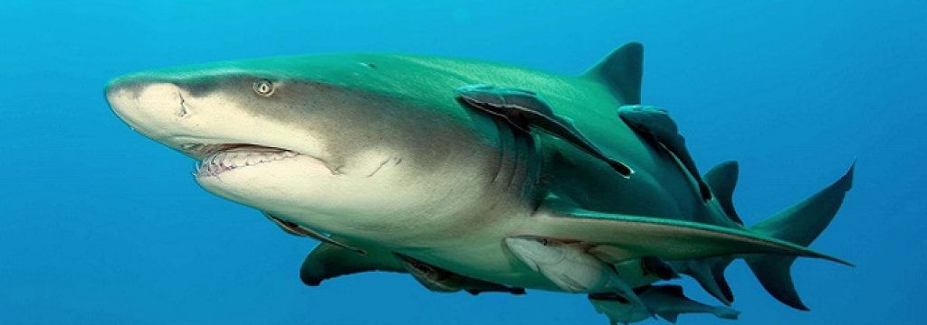 Lemonshark_(2)