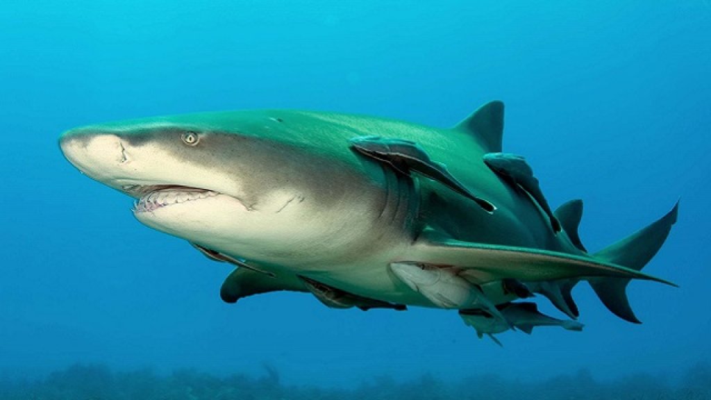 Lemonshark_(2)