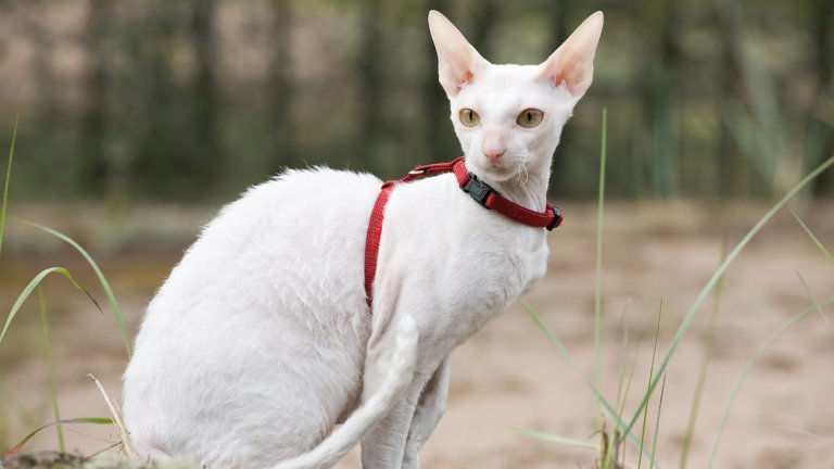 Корниш Рекс
Тази порода напомня на куче със страстта си към игрите и дори към изпълнение на номера като „донеси“. Способни са да си отварят врати и кутии. Обичат да им се обръща внимание и да бъдат галени. Освен това са доста спокойни котки и харесват да бъдат държани на ръце.