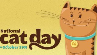 catday2011_header