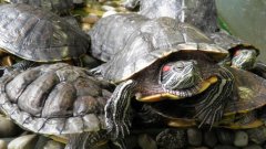 Мащабна пратка костенурки от Сингапур беше задържана на летище София