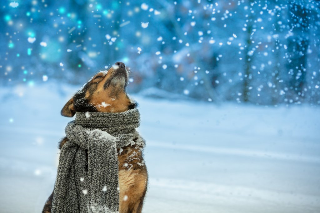 Мит номер 3: Кучетата не могат да се дехидратират, когато навън е студено

Масово стопаните смятат, че за кучетата е по-рисковано да останат без вода в жегите и че няма как животните да се обезводнят в студа. Това обаче не е вярно. През зимата времето често е сухо, а кучетата губят много от телесната си влага през дъха им. Затова им осигурявайте достатъчно вода преди и след разходка.