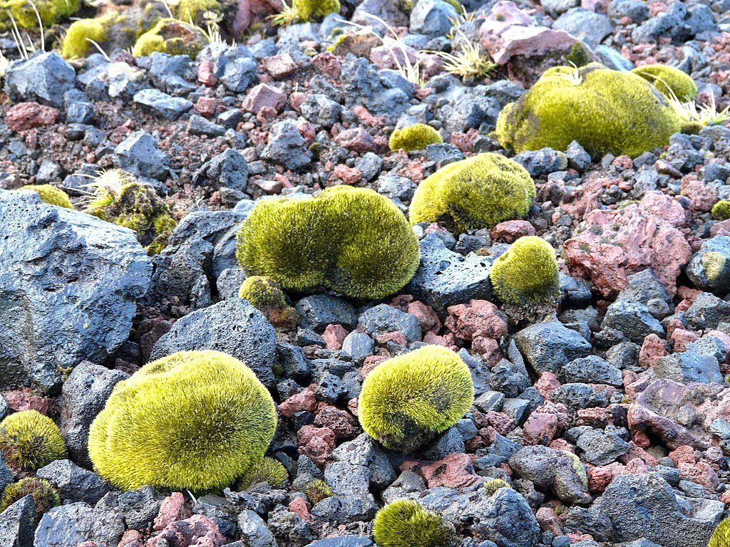 Mousses_sur_le_fell_field,_Ditrichum_strictumLycopodium_magellanicum_-_panoramio