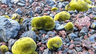 Mousses_sur_le_fell_field,_Ditrichum_strictumLycopodium_magellanicum_-_panoramio