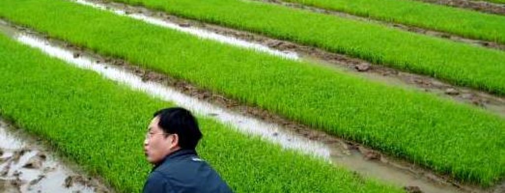 36639-farine-de-riz