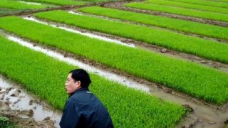 36639-farine-de-riz