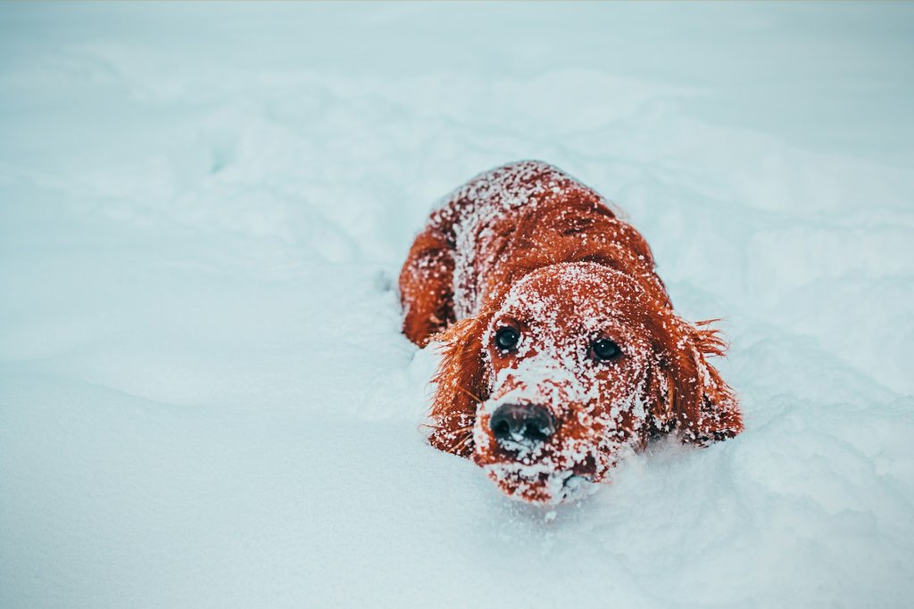 gary-sandoz-1hHjzp6TQbk-unsplash