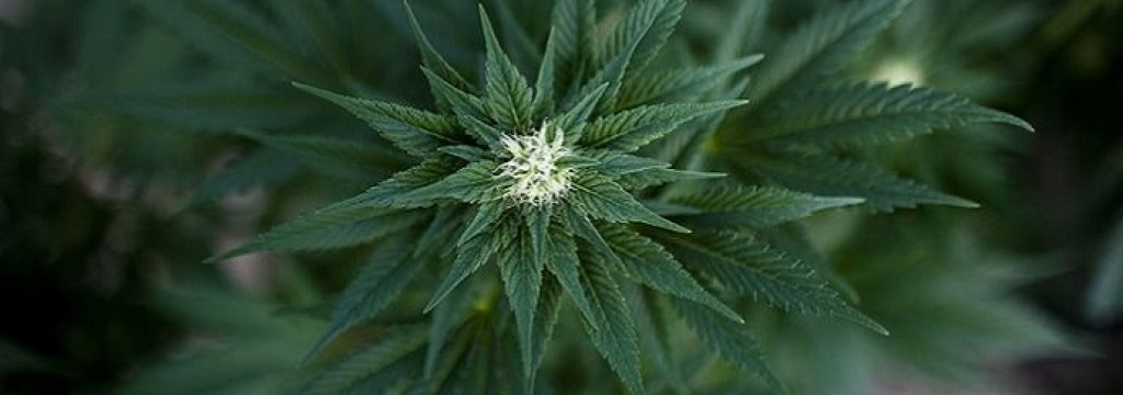 marijuana