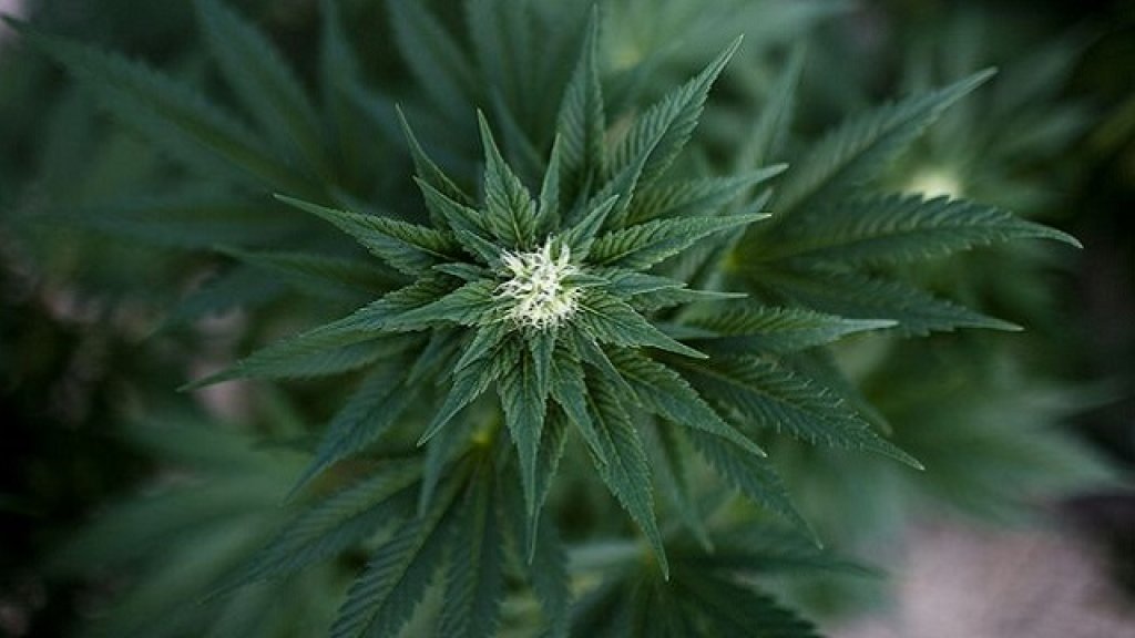 marijuana