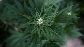 marijuana