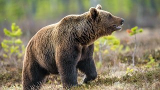Войтек: Мечката, която се превърна в герой от ВСВ