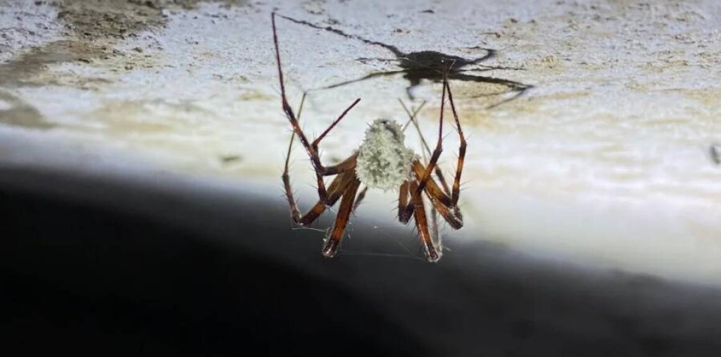 irish-zombie-spider
