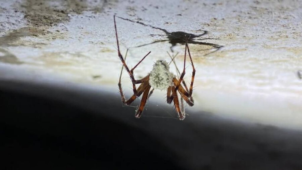 irish-zombie-spider